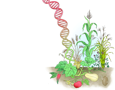 GENETICS AND PLANT BREEDING LAB